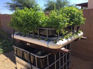 MSABP AquaBioPonics at Summer Time